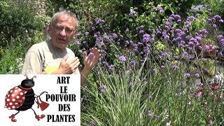 Tuto jardin Verveine bonariensisTaille et entretien Plante vivace [upl. by Laure]