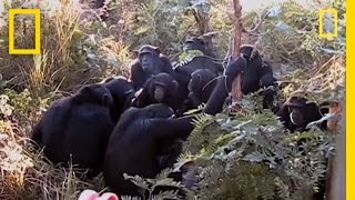 Chimps quotMournquot Nineyearolds Death  National Geographic [upl. by Akli359]