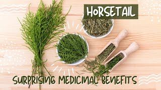 Horsetail Herbal Uses amp History [upl. by Dihsar]