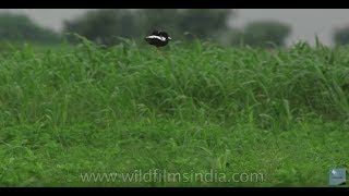 Courtship display of the Lesser Florican a bustard bird species in Rajasthan [upl. by Radmilla]