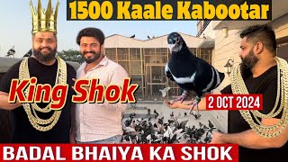 😍1500 kabutar😍Kabutarbaazi ke Super Star “Badal Bhai” ke 1500 Bane hue Kaale Kabutaro Ka Tagda Shok [upl. by Volny]