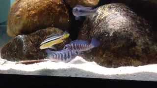 Young African Cichlids Fighting [upl. by Lladnar350]