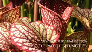 Sarracenia Seed Stratification The Paper Towel Method [upl. by Ignacius]