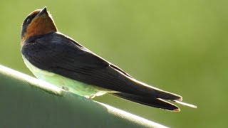 Hirondelle rustique au nid  Barn Swallow at nest [upl. by Nioe]