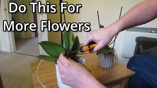 How to get your Phalaenopsis orchids to flower again [upl. by Clare]