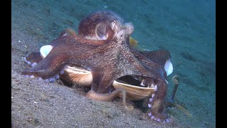 The Coconut Octopus [upl. by Ingham]