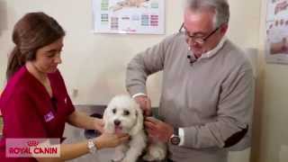 Otitis en perros  Casos clínicos Royal Canin [upl. by Atse]