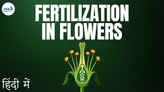 Fertilization in Flowers  in Hindi हिंदी में [upl. by Limoli]