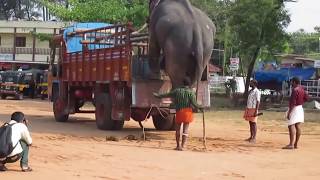 ഒരു വൈറൽ വീഡിയോ  Kerala Elephant Transportation  A Smart Elephants viral video [upl. by Eido589]