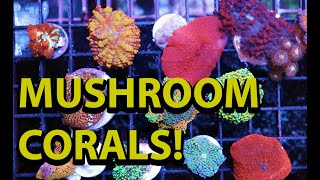 Keeping Mushroom Corals \\ One Of The Easiest Corals Ever [upl. by Bettzel148]