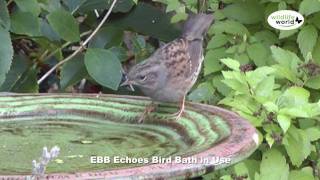 The Wildlife World Echoes Bird Bath product in use [upl. by Etnoek]