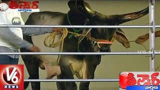 Bulls Fashion Show in Hyderabad  Teenmaar News  V6 News [upl. by Llovera]