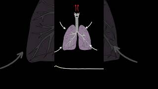 AUSCULTACIÓN PULMONAR Estridor ruidos pulmonares normales y anormales medicina shorts [upl. by Hailat416]