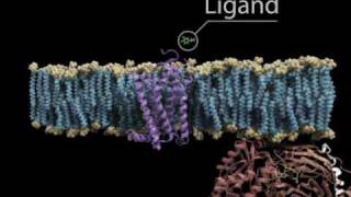 G Protein Cycle with titles [upl. by Dine]