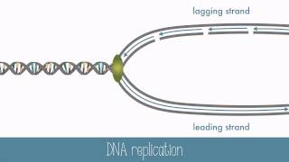 DNA Replication [upl. by Aisatsanna]