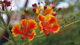 Hablemos de la Caesalpinia pulcherrima  Ponciana enana  Falso Flamboyán  Chivato de Jardín [upl. by Enaht785]