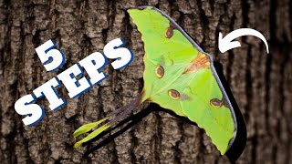 HOW to BREED The AFRICAN MOON MOTH In 5 Steps [upl. by Zeuqcaj476]