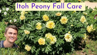 Itoh Peony Fall Maintenance for More Spring Flowers [upl. by Jolee4]