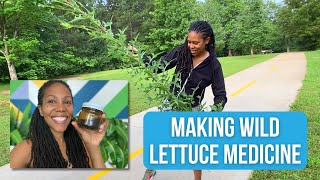 Unlocking the Power of Wild Lettuce Discover Its Pain Relieving Benefits and Uses [upl. by Ilehs]