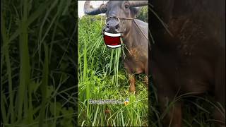 funny bull reaction😆 bull telugu trending shortsfeed ytshorts buffalo funny TVR anantapur [upl. by Runck]