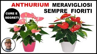 ANTHURIUM o Anturio TUTTE LE CURE sulla coltivazione [upl. by Fritz]