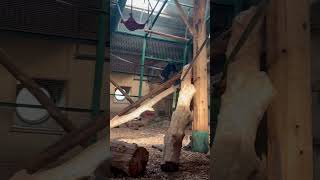 Lion Tailed Macaque at Chester Zoo [upl. by Schwartz358]