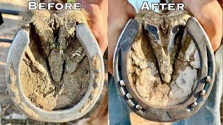 Satisfying Hard Dry Horse Hooves Restoration  ASMR [upl. by Patton]