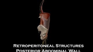 12 Retroperitoneal Structures Posterior Abdominal Wall [upl. by Philip]