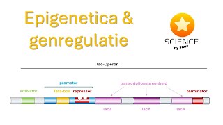 Epigenetica en genregulatie [upl. by Meurer869]