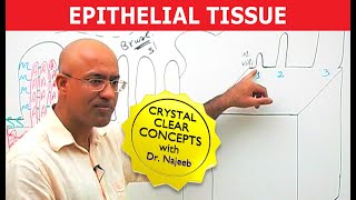 Epithelial Tissue  Structure amp Function🩺 [upl. by Litt]