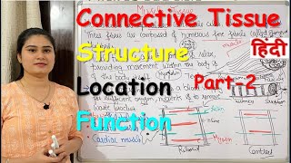 Connective Tissue in Hindi  Part2  Structure  Locations  Types  Functions [upl. by Ainnat]