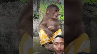 Kera bajunya nyangkit di pager monkey monkeymonkey [upl. by Attolrac]