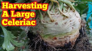 Harvesting A Large Celeriac In No Dig Allotment Vegetable Garden [upl. by Heim158]