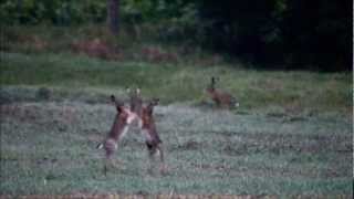 Brown Hare boxing WORLD RECORD [upl. by Orman218]