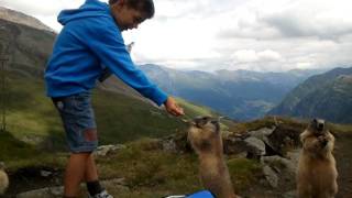 Marmotte sul Grossglockner [upl. by Bendicty]