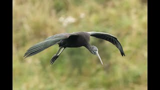 Glossy Ibis Deeping Lakes Lincolnshire 15924 [upl. by Salaidh]