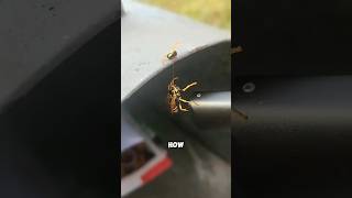 सिरविहीन ततैया खतरनाक होते हैं  Headless wasps Are denerous 😱 shorts sciencefacts [upl. by Artied853]