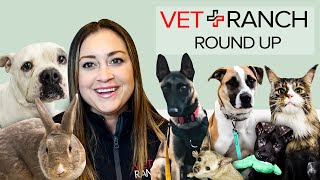 Vet Ranch RoundUp Great Adoptions This Week [upl. by Gnel]