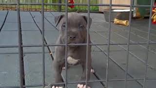 Hermosos perros pitbull bebes que te causaran mucha ternura [upl. by Id]