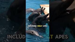 quotDolphins The Ocean’s Intelligent and SelfAware Marvelsquot dolphin ocean facts viral shorts [upl. by Eigriv]