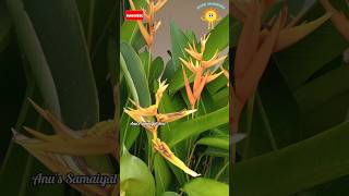 🔥Hara HaraGoing with Trend😁💃Heliconia psittacorum🌿🌼 shorts dileep vidyasagar viral shortsfeed [upl. by Martinelli]