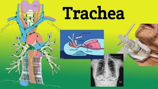 Trachea  Anatomy Location Relations Clinical Correlations [upl. by Ellerahc]