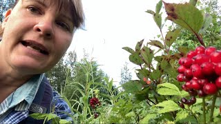 Poisonous baneberry vs edible highbush cranberry Wildernessgma49 [upl. by Anitsirc]