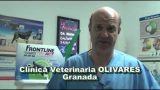 Cómo controlar una hemorragia en un perro o un gato [upl. by Leur]