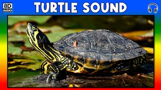 🐢 TURTLE SOUND  TURTLE SOUND EFFECT  SOUND OF TURTLE  NOISE OF TURTLE [upl. by Felipa]