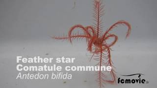 Feather star swimming  Nage dune comatule Antedon bifida [upl. by Shanie]