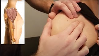 Muscle Palpation  Deltoid [upl. by Ille23]