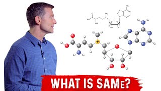 What is SAMe SAdenosylMethionine Explained By Dr Berg [upl. by Dhruv]