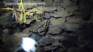 YellowSpotted Salamander Ambystoma maculatum [upl. by Ajam554]