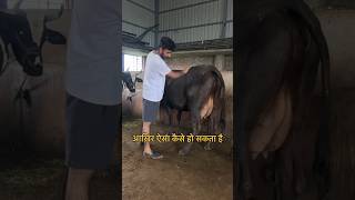 मंडोला गाय को दर्द शूरू हो गया 🥹 minishortsvlog trendingshorts viral [upl. by Graham506]